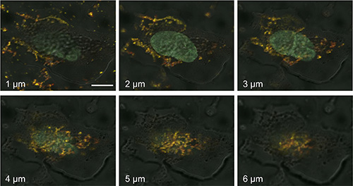 Z-stack imaging series of human fibroblasts treated with OCT4-loaded S-NPs.