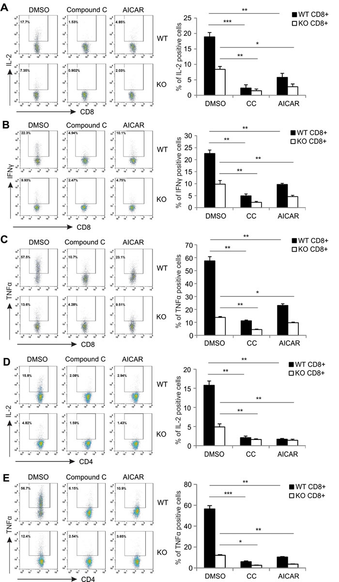 AICAR and Compound C inhibit cytokine production in PMA/Ionomycin-activated T cells.