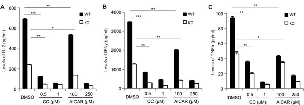 AICAR and Compound C inhibit cytokines in anti-CD3/CD28 activated T cells.