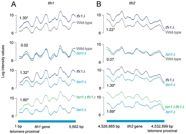 Tfx1 (Trax), but not Tsn1 (Translin) regulates sub-telomeric transcript levels in