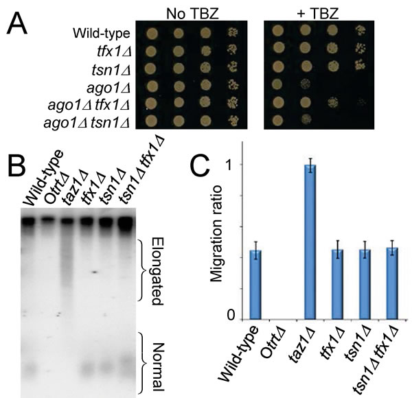 Loss of Tfx1 results in a telomere-defective phenotype, but telomere length is unaltered.