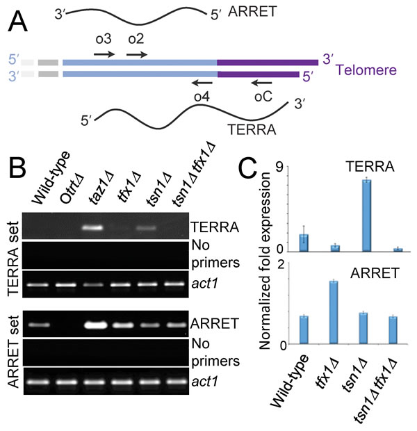 Translin and Trax regulate telomere-associated transcripts in fission yeast cells.