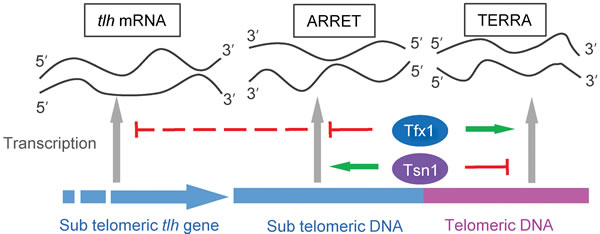Model for the mechanism of telomere-associated transcript differential control by Tfx1 and Tsn1 in