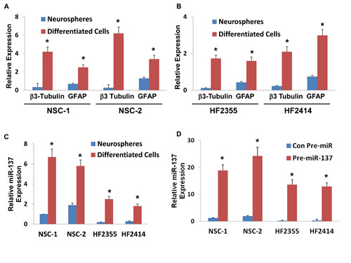 Roles of miR-137 in NSC and GSC differentiation, GSC self-renewal and stemness markers.