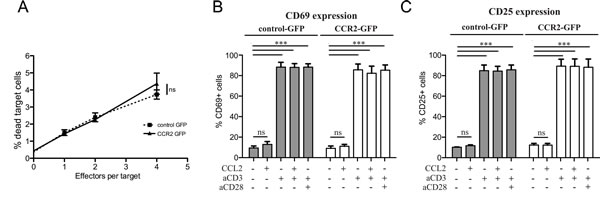 Chemokine receptor transduction does not affect killing capacity or activation state of CD8