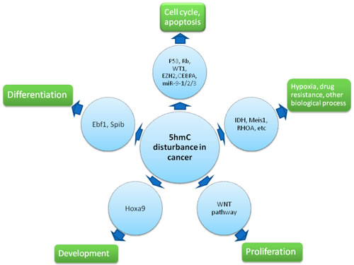 Effect of 5hmC disturbance upon cancer.