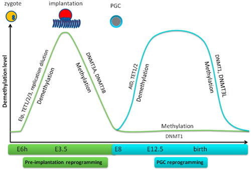 Demethylation and remethylation in mouse early embryogenesis and PGC reprogramming.