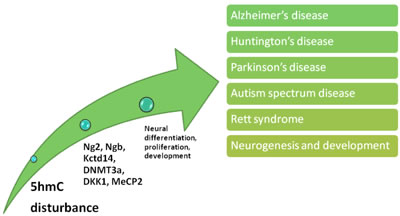 Effects of 5hmC disturbance upon nervous system.