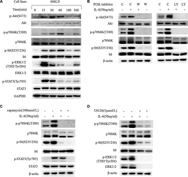 IL-6-induced activation of p70S6K locates downstream of the PI3K/Akt/mTOR and MAPK signaling pathways.