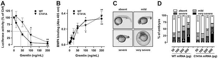 GremlinC141A retains its BMP-antagonist activity.