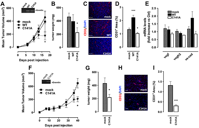 GremlinC141A reduces the tumorigenic and angiogenic potential of EO771 cells.