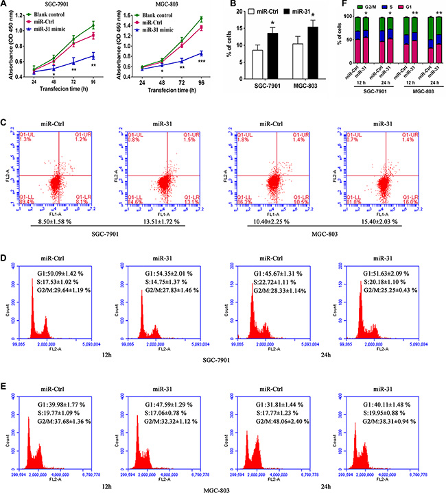 Ectopic expression of miR-31 inhibited tumor cell viability and induced apoptosis and cell-cycle arrest at theG1 phase in SGC-7901 and MGC-803 cells.