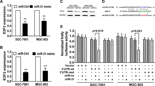 E2F2 is the direct target of miR-31 in gastric cancer cells.