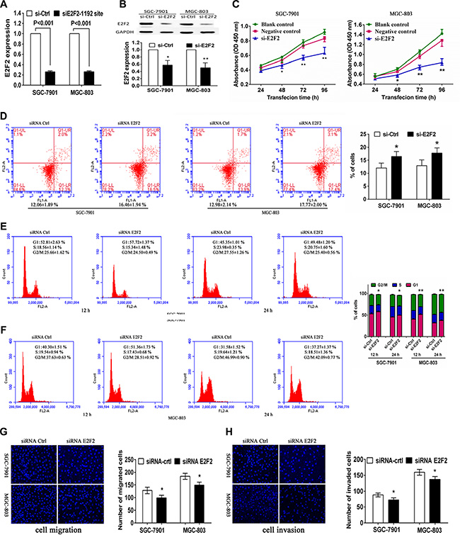 Effects of E2F2 knockdown on gastric cancer SGC-7901 and MGC-803 cells.