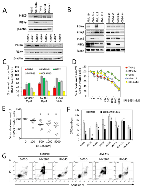 Targeting PI3K inhibits AML survival in AML cell lines and primary AML blasts.