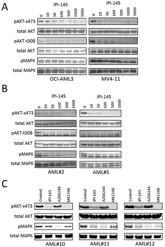 IPI-145 inhibits AKT phosphorylation in AML.