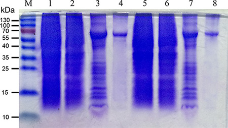 Production and characterization of mBPI5 and Asp190Ala mutant.