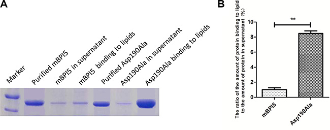 Comparison of the binding affinity of mBPI5 and Asp190Ala mutant to lipids.