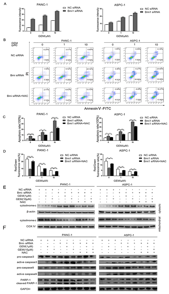 Downregulation of Bmi1 increases apoptosis of pancreatic cells mediated by ROS.