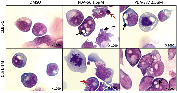 The morphological changes after PDA-66 and PDA-377 treatment.