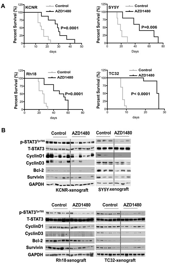Beneficial effect of AZD1480 on the survival of tumor-bearing mice.