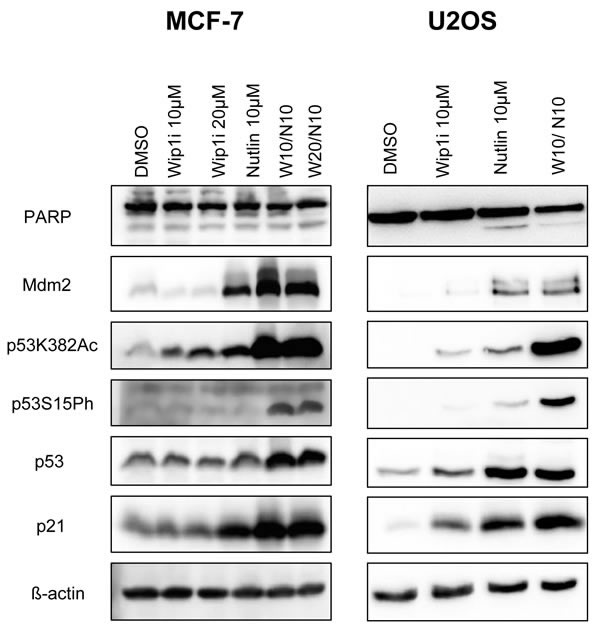 Accumulation of phosphorylated and acetylated p53 upon combined treatment.