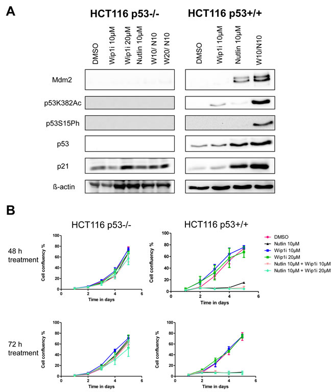 Activation of the p53 response upon co-treatment with Nutlin and Wip1i, dependent on p53