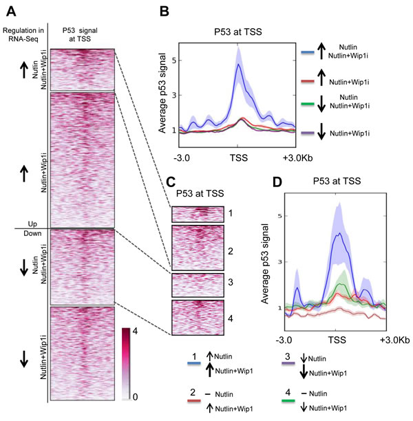 Induction of p53-bound genes by Nutlin and Wip1 inhibition.