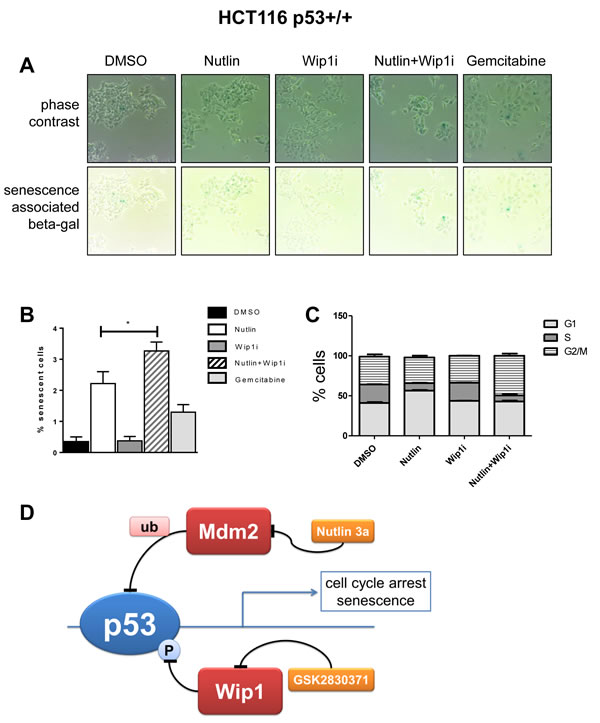 Enhanced cell senescence and G2/M accumulation by the drug combination.