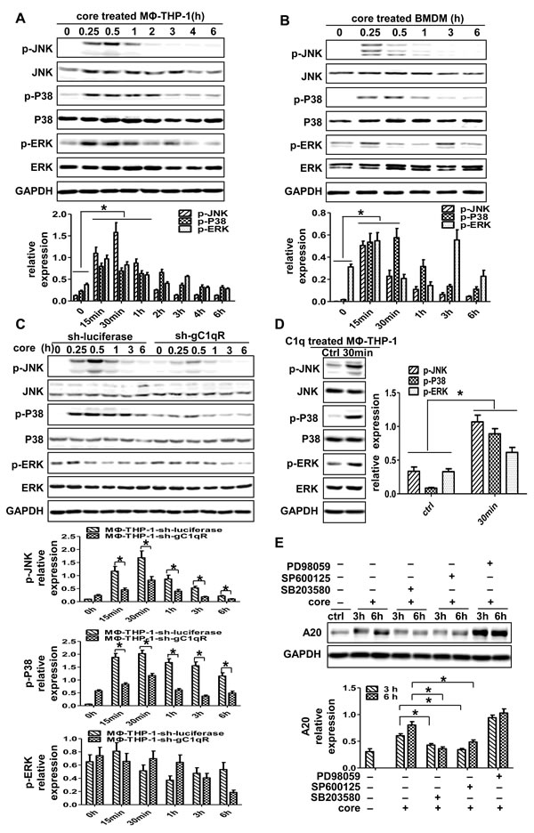 P38 and JNK signaling pathways play pivotal roles in the induction of A20.