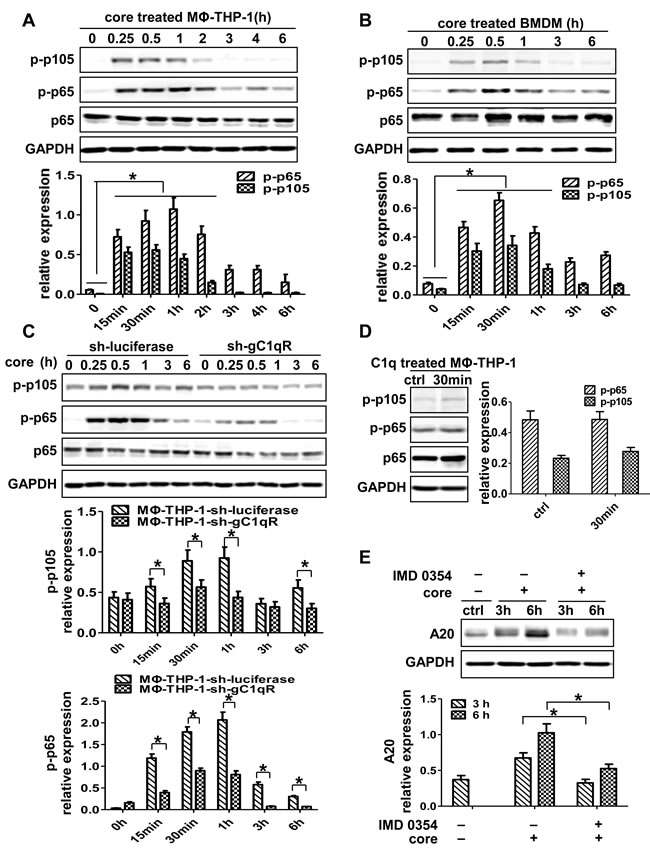 NF-&#x3ba;B signaling pathway plays critical role in the induction of A20.