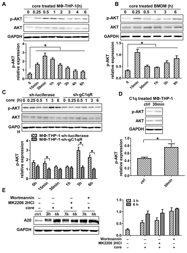 PI3K/AKT signaling pathway has no direct effect on the induction of A20.