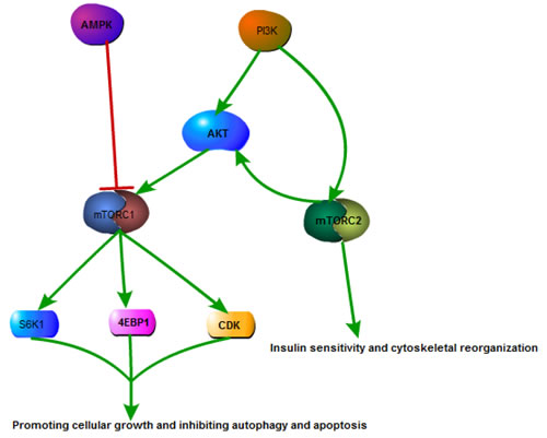 Overview of mTOR signaling pathway.