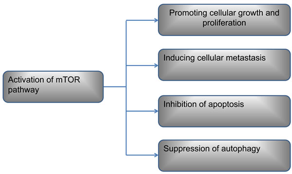 The roles of mTOR pathway in OS cell.