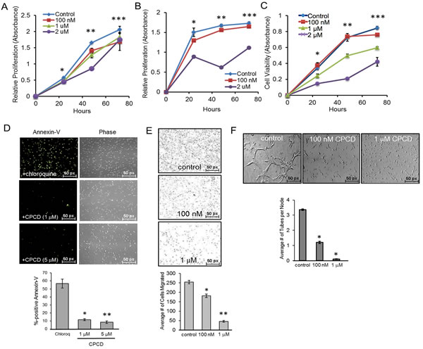 CPCD attenuates endothelial proliferation, migration, and capillary tube formation.