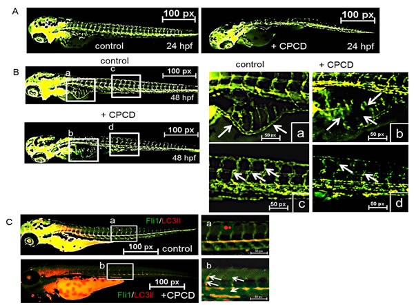 CPCD negatively regulates sprouting angiogenesis