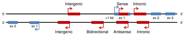 Categories of long non-coding RNA.