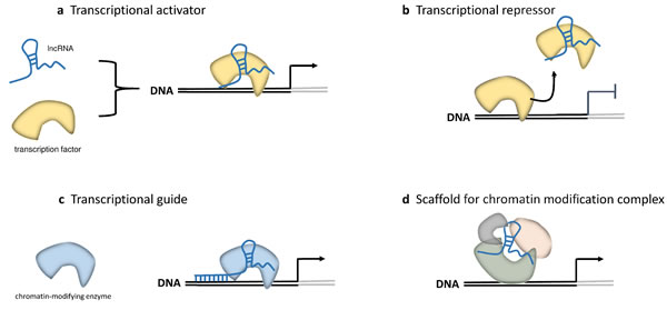 LncRNAs in epigenetic and transcriptional regulation.