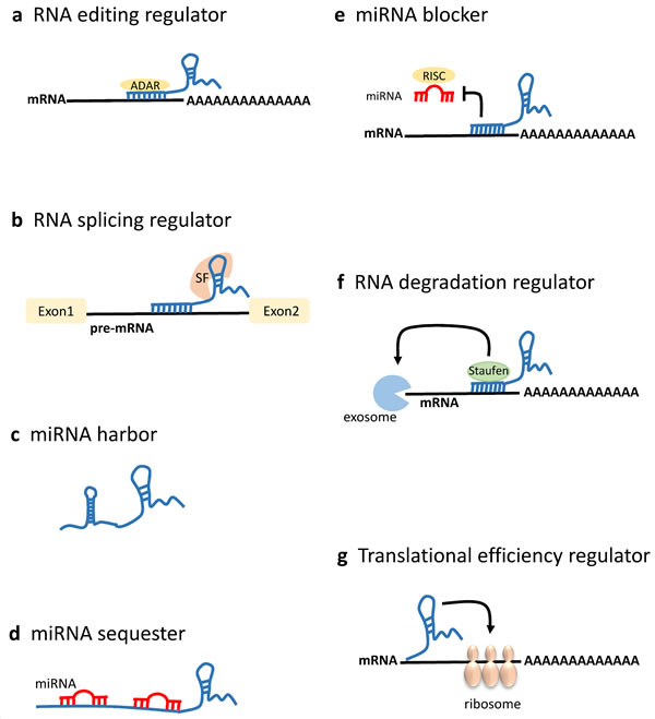 LncRNAs in mRNA processing and post-transcriptional regulation.