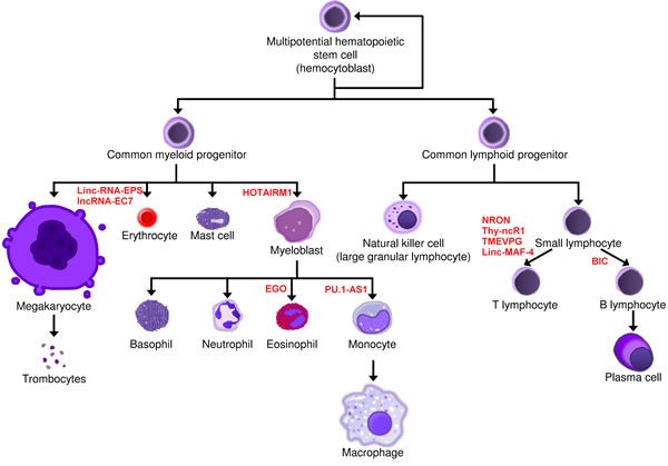 Involvement of lncRNAs in normal hematopoiesis.