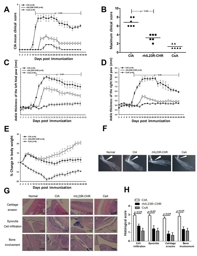 rhIL23R-CHR alleviated the symptoms and delayed disease onset in CIA rats.