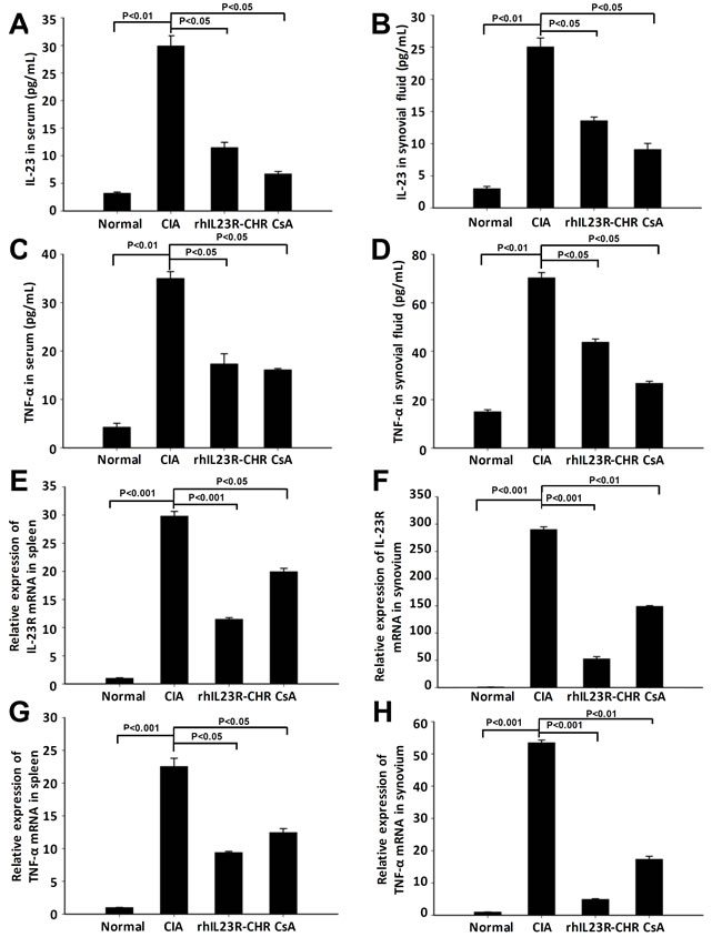 rhIL23R-CHRdown regulated the levels of IL-23, TNF-&#x3b1; in serum and synovial fluid, and IL-23R expression in spleen and synovium.