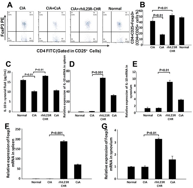 rhIL23R-CHR increased Treg cell differentiation through Foxp3 regulation.