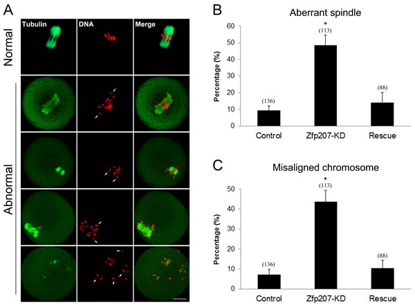 Depletion of Zfp207 impairs spindle formation and chromosome alignment in mouse oocytes.