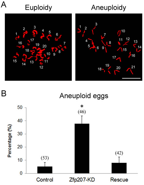 Depletion of Zfp207 generates aneuploid eggs.