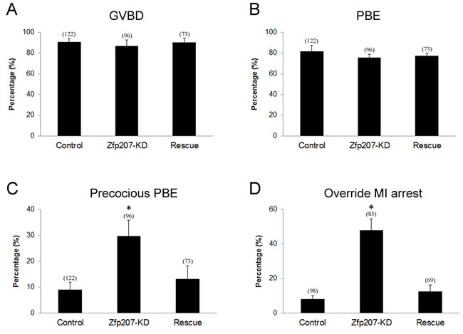 Meiotic progression and SAC activation in Zfp207-depleted oocytes.