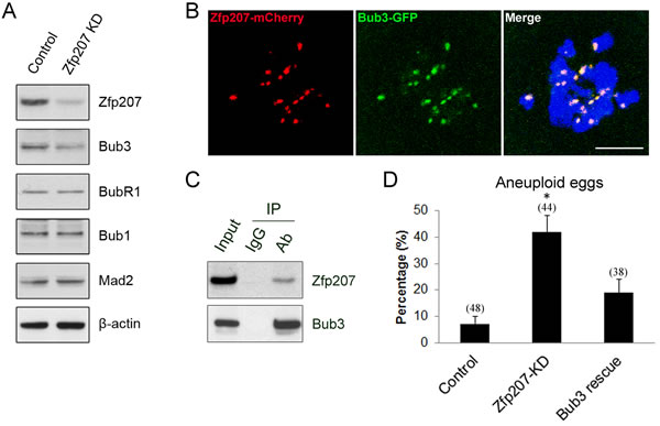 Interaction between Zfp207 and Bub3 in mouse oocytes.