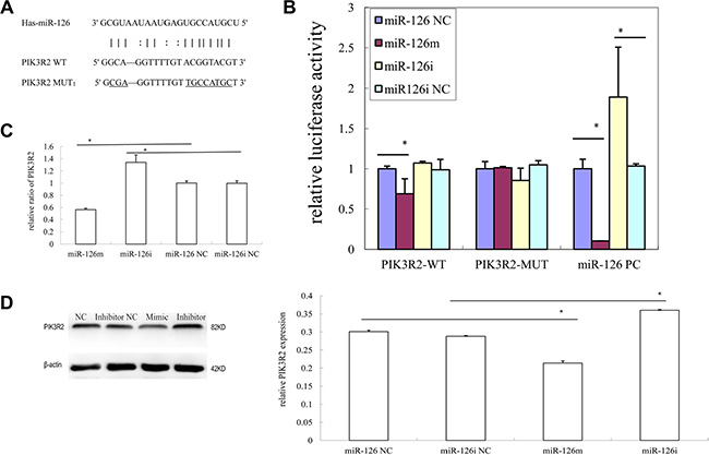 MiR-126 targets PIK3R2 gene in KS cells.