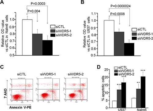 WDR5 knockdown induces proliferation arrest and cell apoptosis in ALL and AML cells.