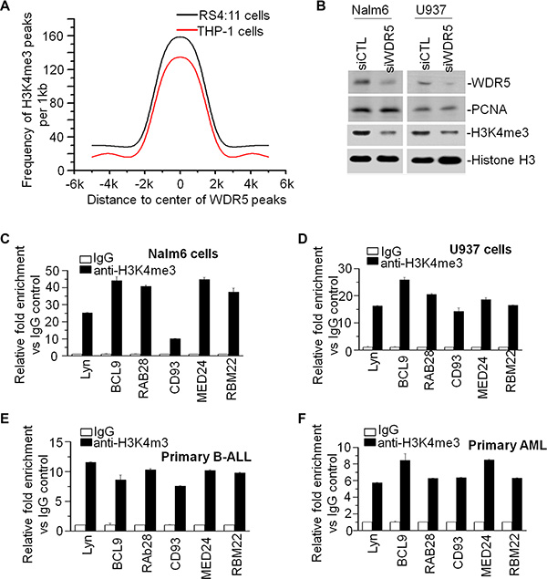 WDR5 associates with MLL in leukemia cells and global accumulation of H3K4me3 around the WDR5 binding peaks (A).